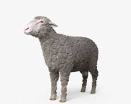 Schafe 3D-Modell