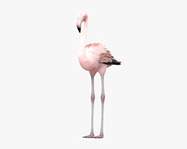 Flamingo 3D-Modell