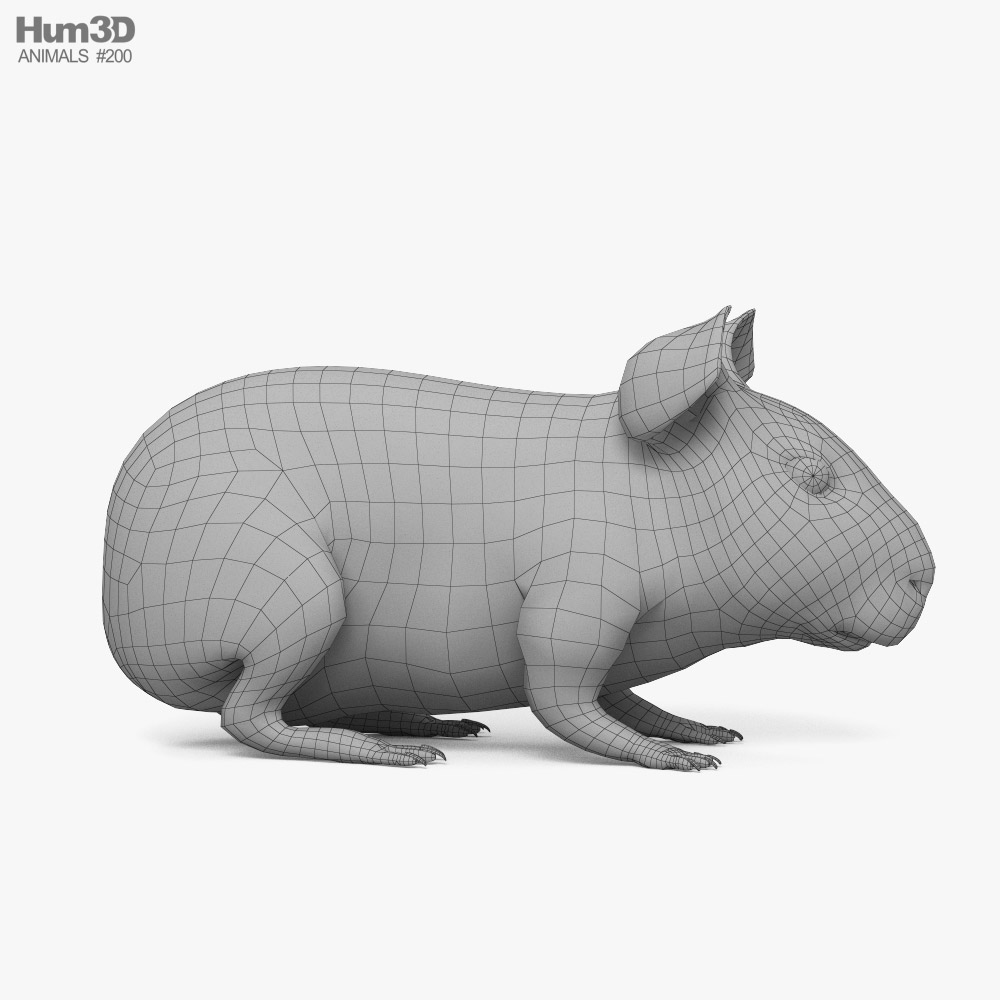 Sonew Modèle de cochon d'Inde, modèle de simulation de cochon d'Inde,  modèle de cochon d'Inde hautement simulation modèle animal enfants jouet  cognitif décoration de bureau 