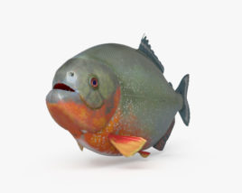 食人鱼 3D模型