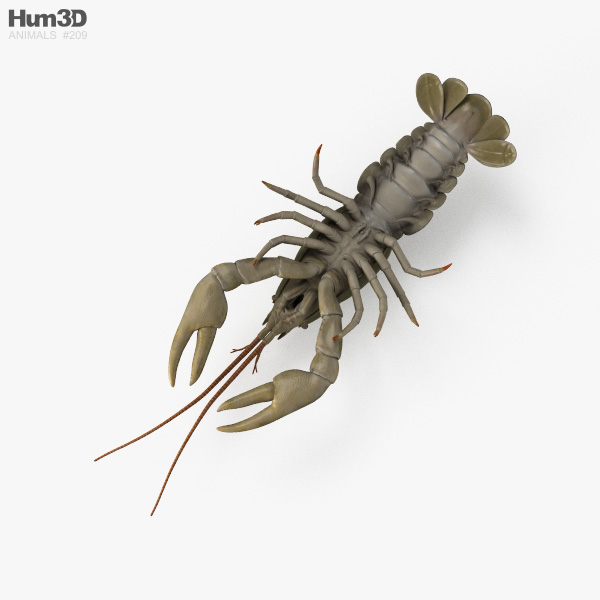 Crawfish Trap by Jérémy Reeder, Download free STL model