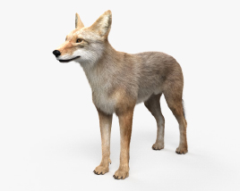 Coyote Modèle 3D