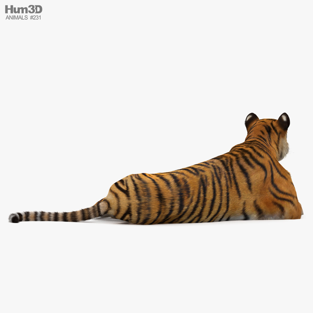 Filhote de tigre Modelo 3d