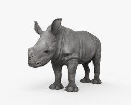 Rhinoceros Cub 3D model