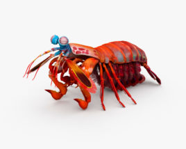 蝦蛄 3D模型