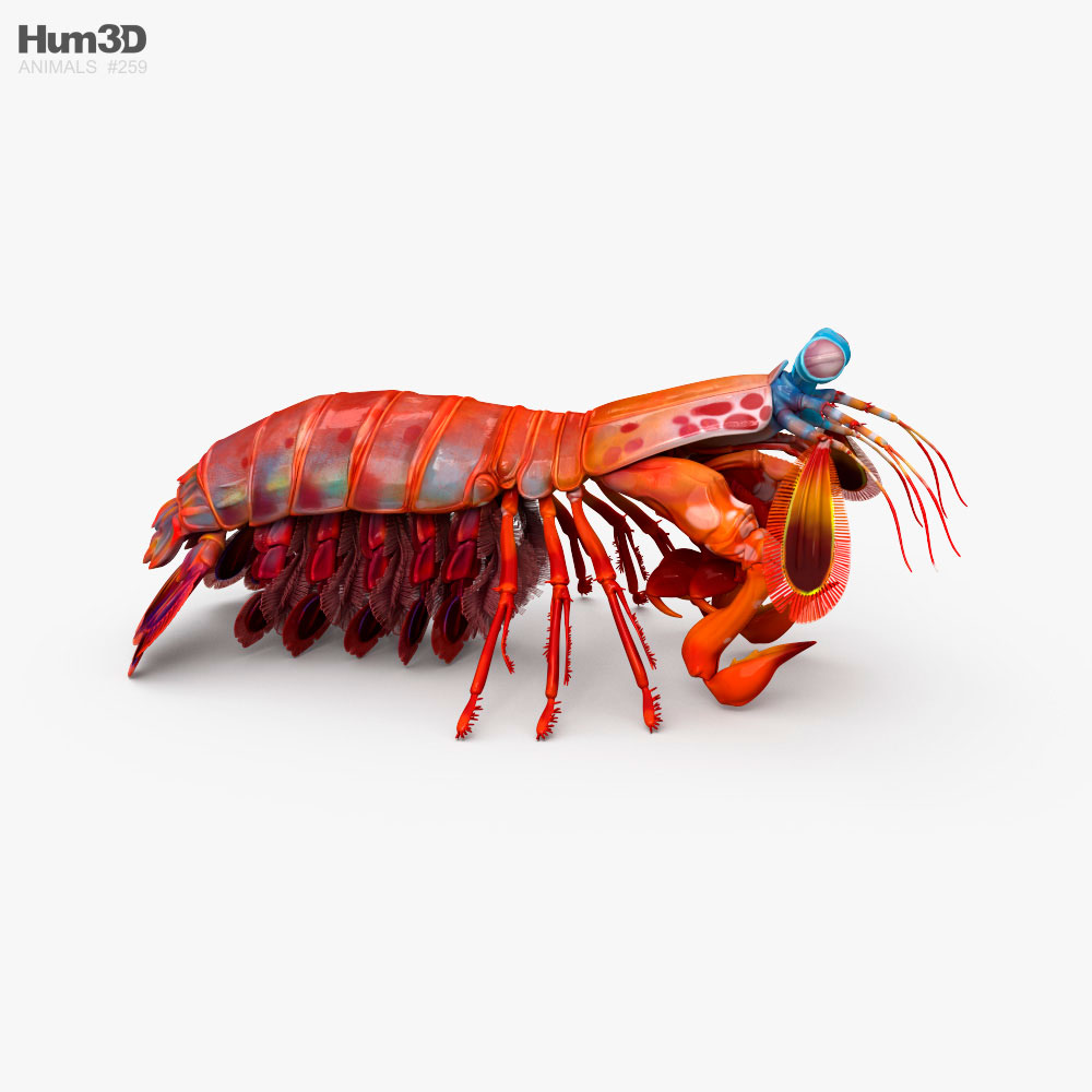 Party Shrimp by Lazlo, Download free STL model