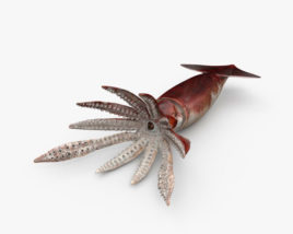 Tintenfisch 3D-Modell