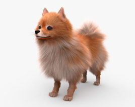 Pomeranian Dog 3D model