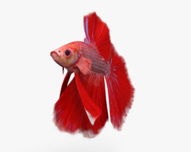 ベタの魚 3Dモデル