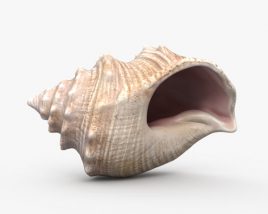 Морская ракушка 3D модель