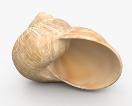 Snail Shell 3D model