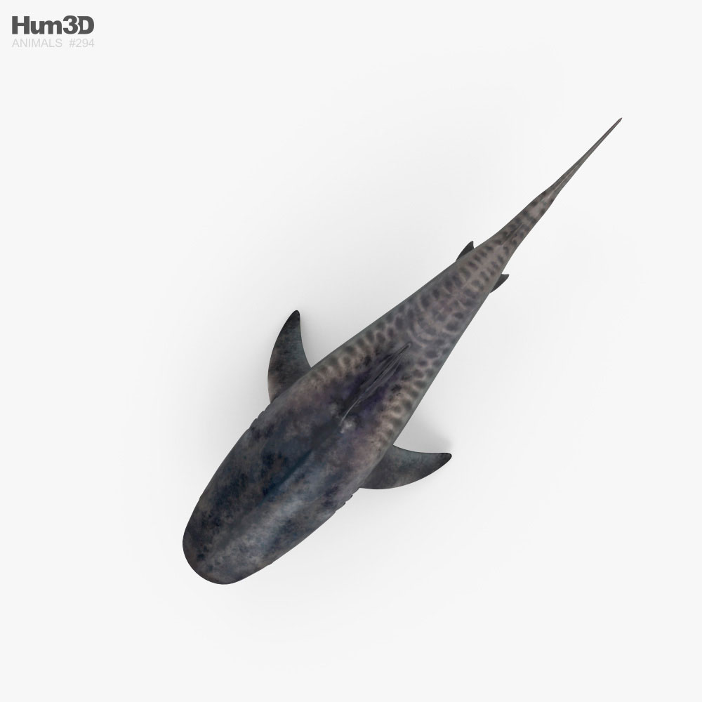 Tubarão-tigre 3D model - Baixar Animais no