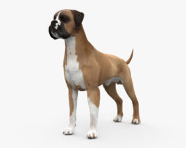Boxer chien Modèle 3D