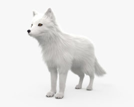 Arctic Fox 3D model