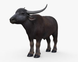 Азиатский буйвол 3D модель