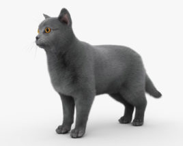 Британская короткошёрстная кошка 3D модель