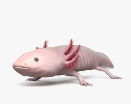 Axolotl Modello 3D