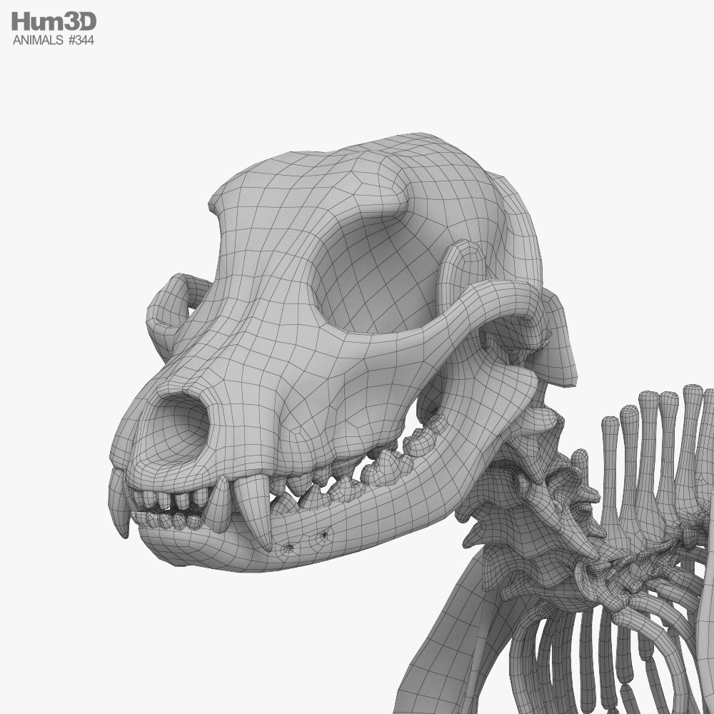 Anatomie du squelette de chien mini-ballon modèle 3D $59 - .3ds
