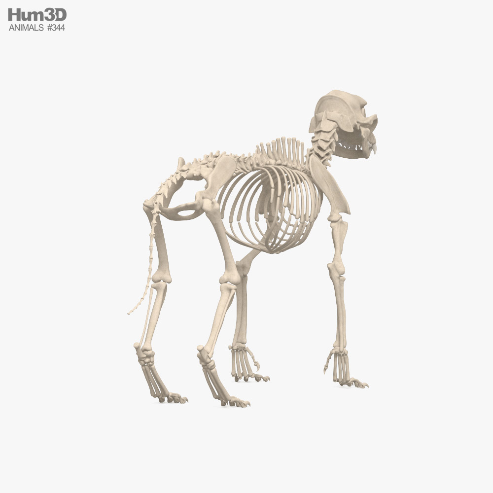 Anatomie du squelette de chien mini-ballon modèle 3D $59 - .3ds