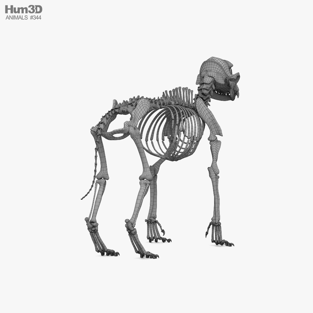 Dog skeleton - (Dog skeleton) 3D Printing Model - Threeding
