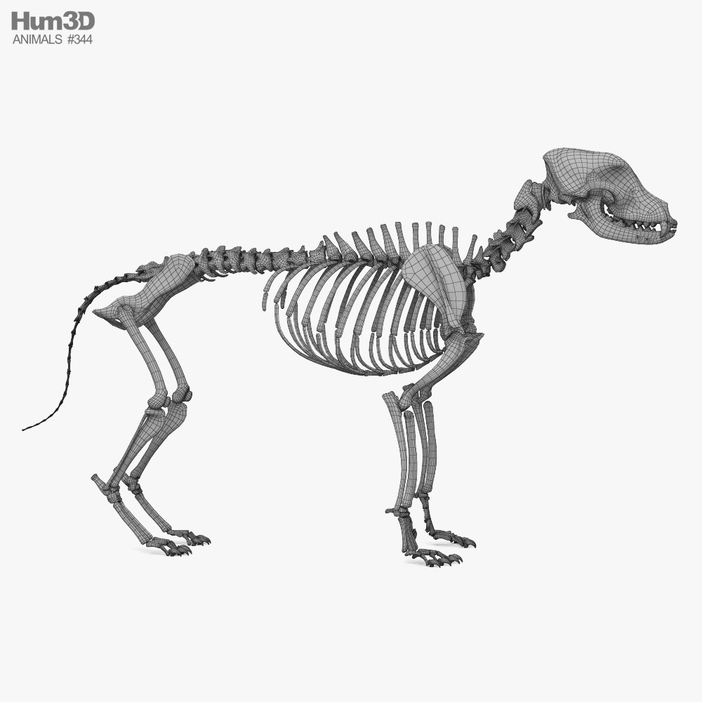 Dog Skeleton 3D model