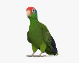 Red-Crowned Amazon 3D 모델 