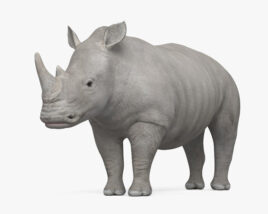흰코뿔소 3D 모델 
