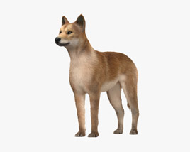 Dingo 3D model