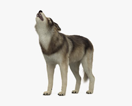 Воющий волк 3D модель
