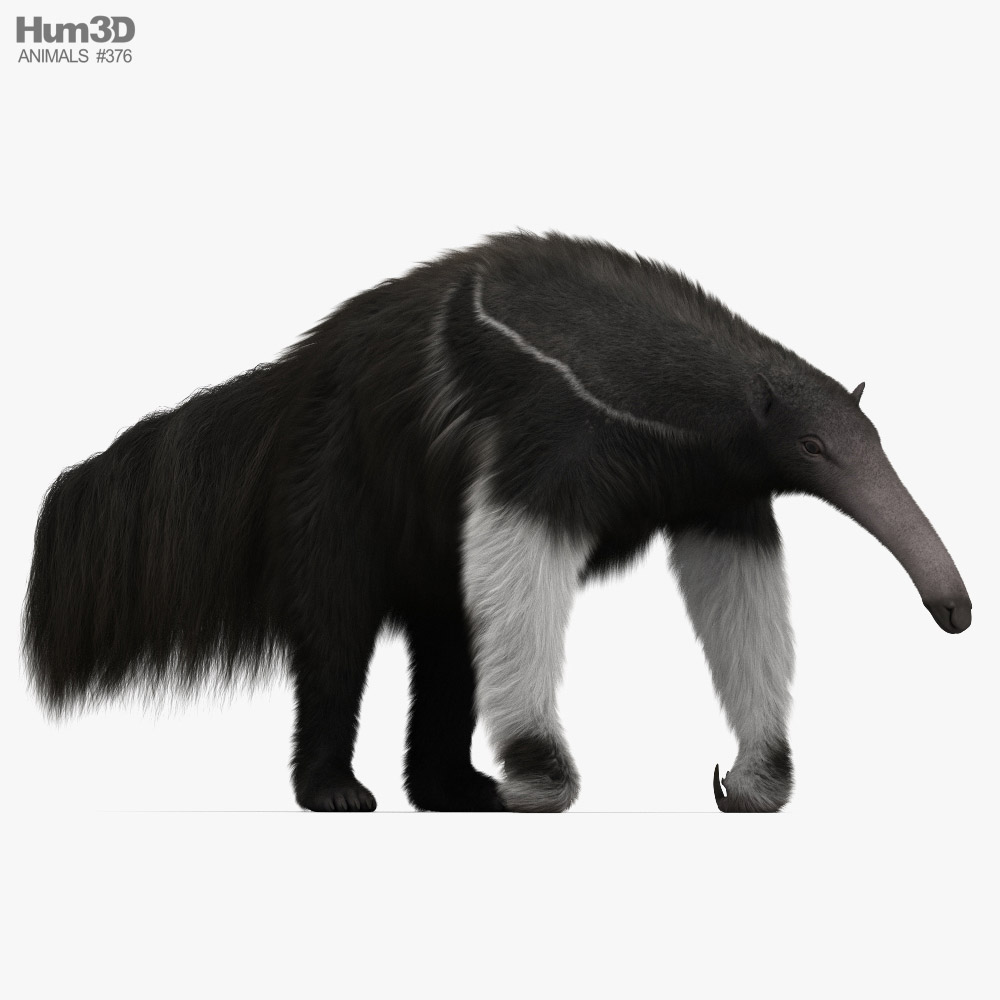 Anteater Standing Pose Fur 3D Model $199 - .max - Free3D