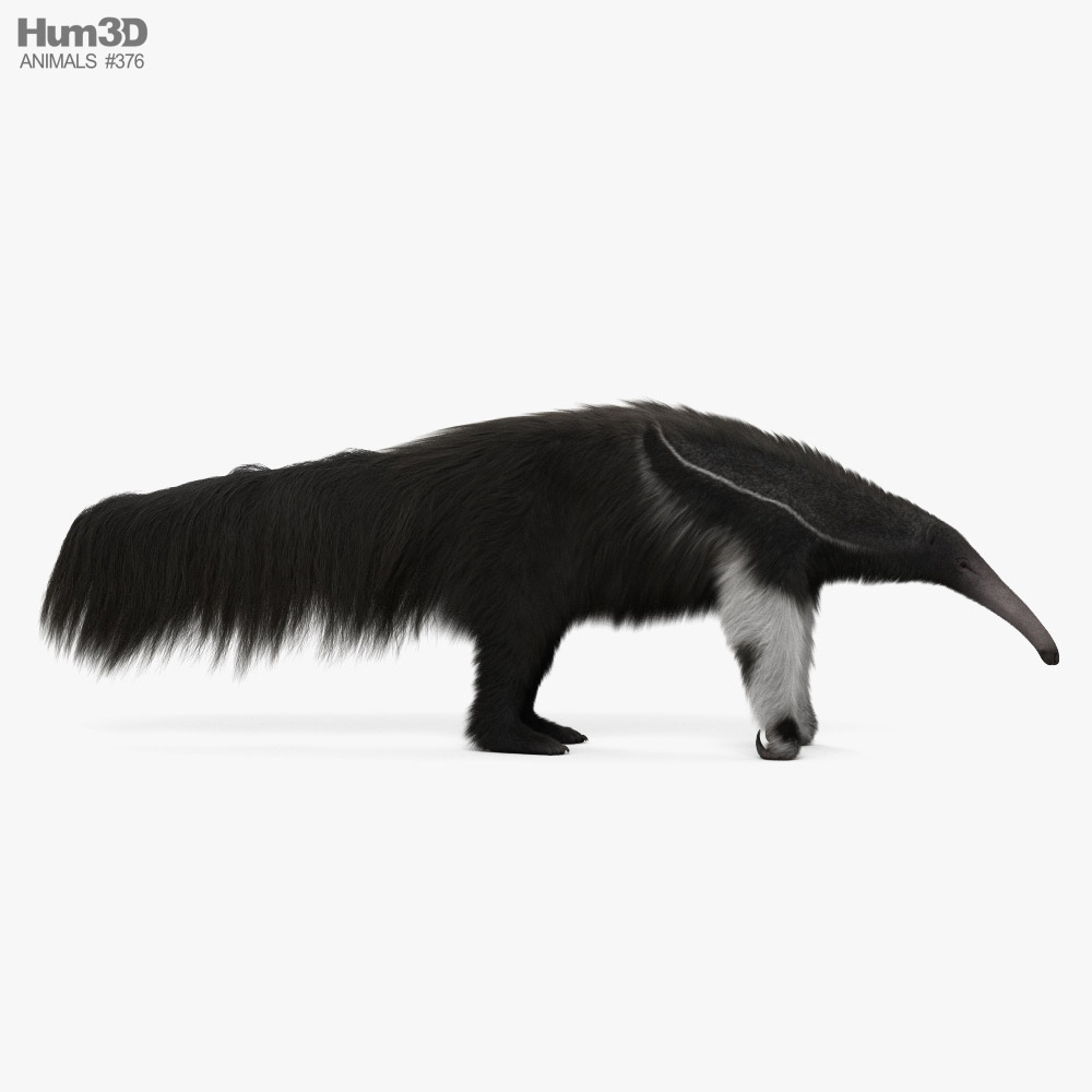 Anteater Standing Pose Fur 3D Model $199 - .max - Free3D
