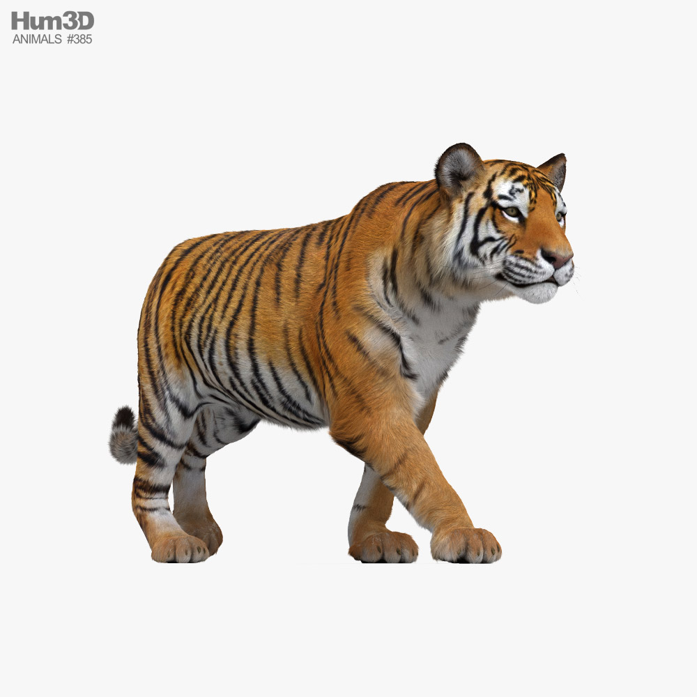 3d Rendered Illustration Of Walk Tiger Cartoon Character Stock Photo,  Picture and Royalty Free Image. Image 54065157.
