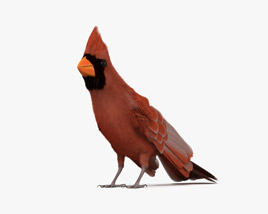 Cardinal rouge Modèle 3D