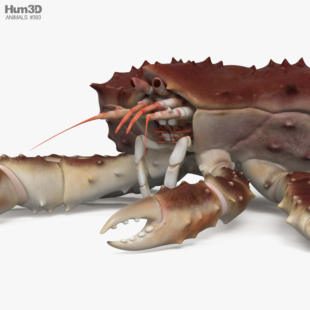 King crab leg : 8 393 images, photos de stock, objets 3D et images  vectorielles