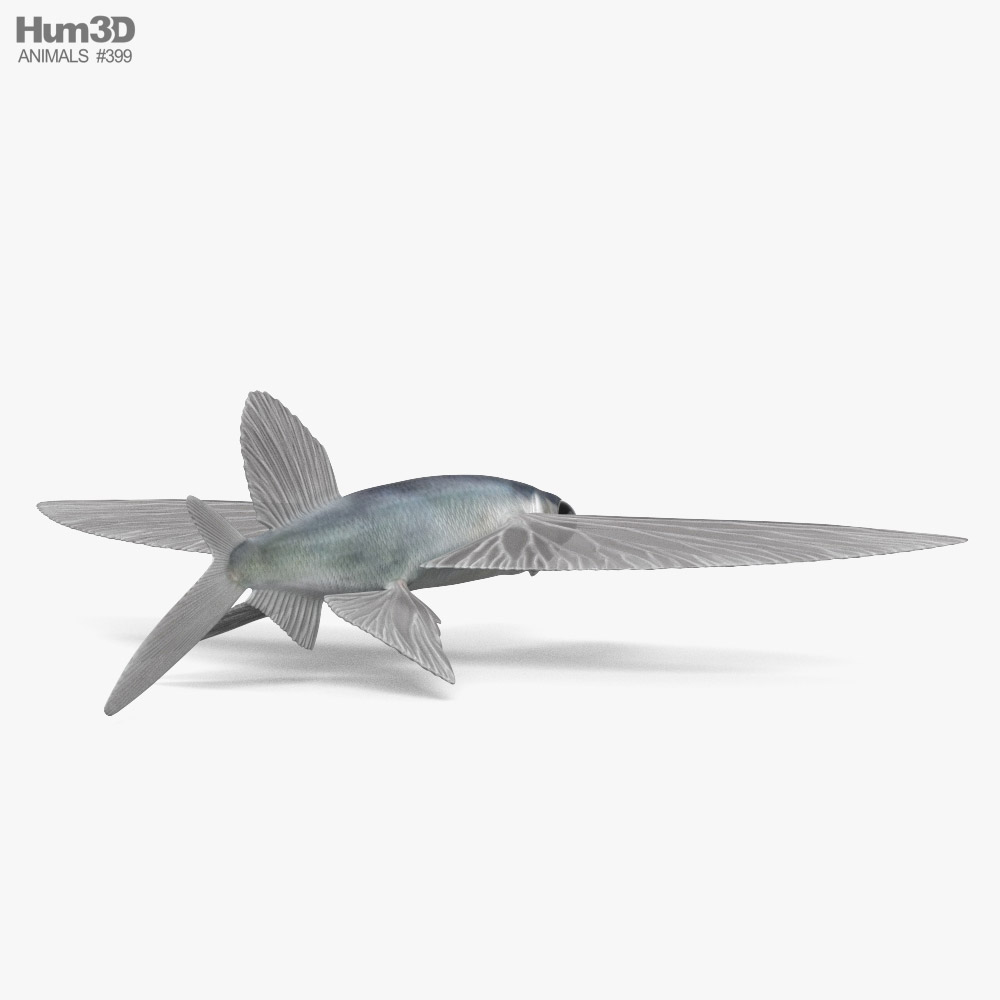 Flying Fish - Buy Royalty Free 3D model by Rifat3D (@Rifat3D