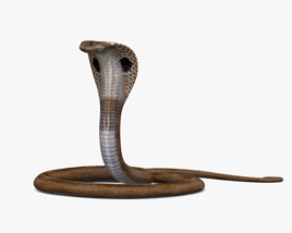 Cobra indien Modèle 3D