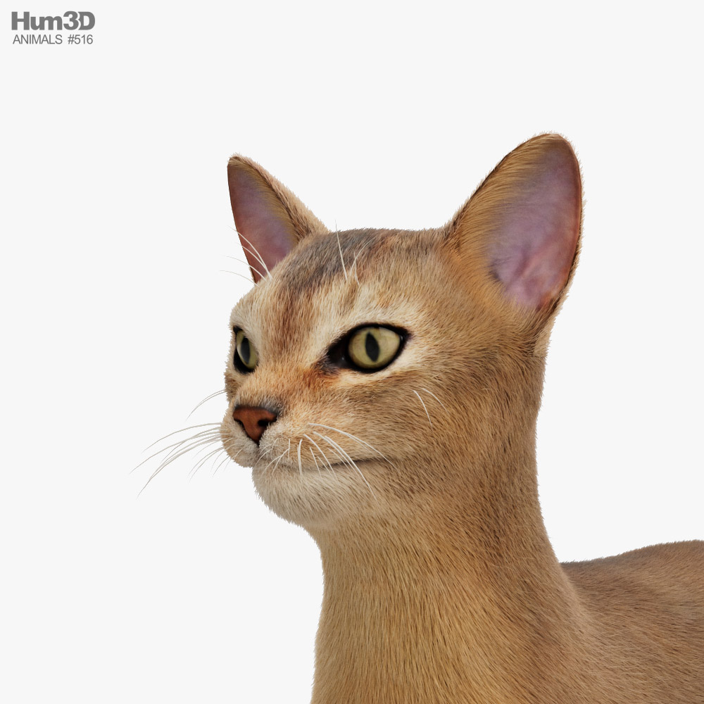 Abyssinian Cat 3D Print Model by Alexander3dart