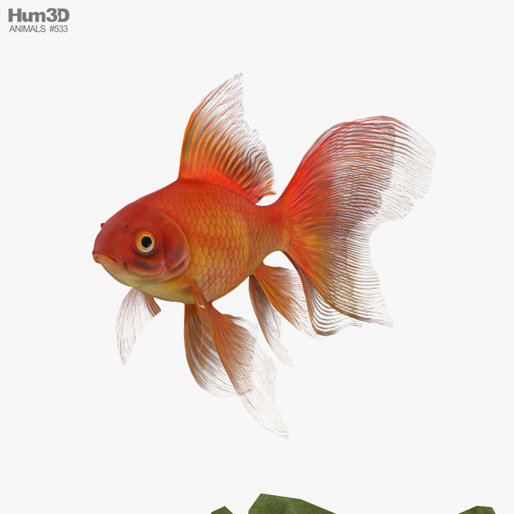 Aquarium rond avec poisson rouge Modèle 3D