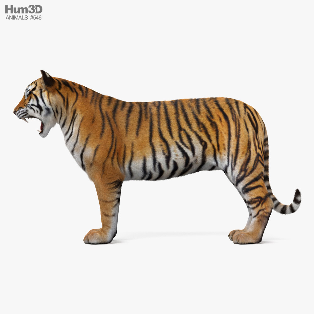 Tiger 3d model