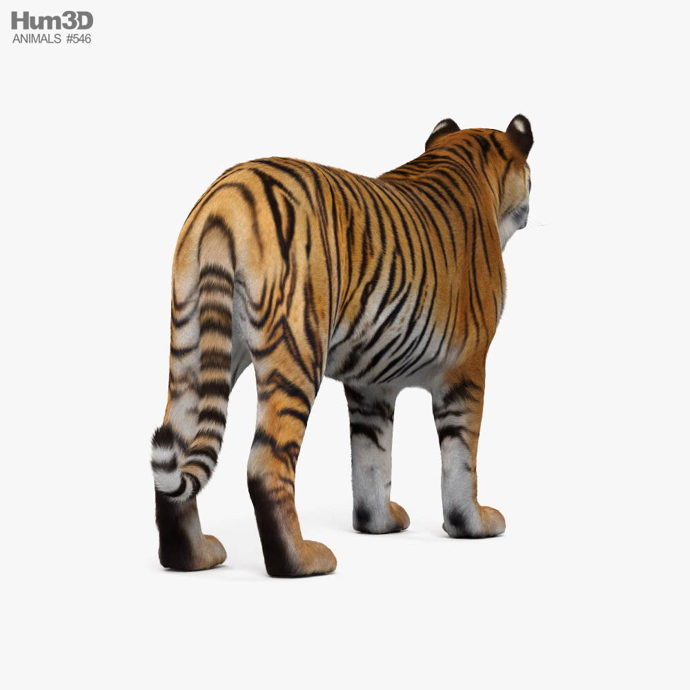 Bengal Tiger 3D Animal Model