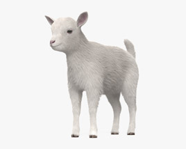 Bébé chèvre blanc Modèle 3D