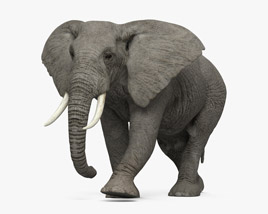 Шагающий африканский слон 3D модель