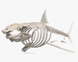 Squelette de requin Modèle 3D