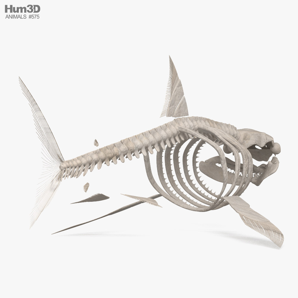 Shark Skeleton 3D model - Download Animals on 3DModels.org