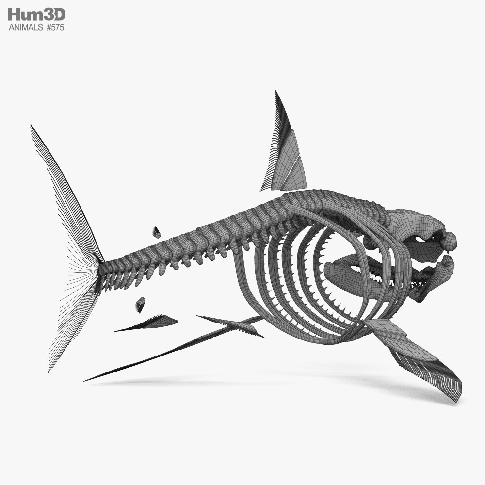 Shark Skeleton 3D model - Download Animals on 3DModels.org