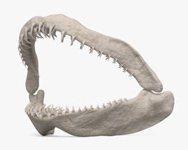 Акулья челюсть 3D модель
