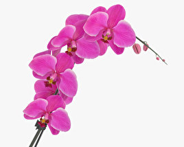Орхидея 3D модель