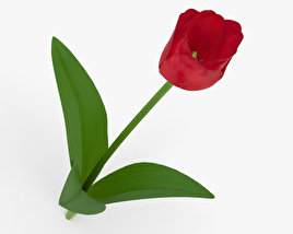 Tulpen 3D-Modell