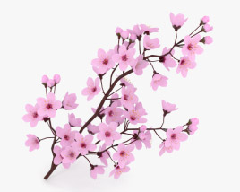 Cherry Blossom 3D model
