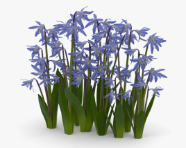 Squill 3D model
